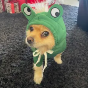 Green Frog Hoodie for Pets