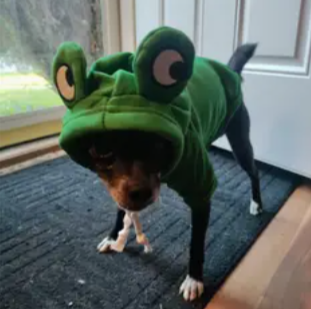 Green Frog Hoodie for Pets