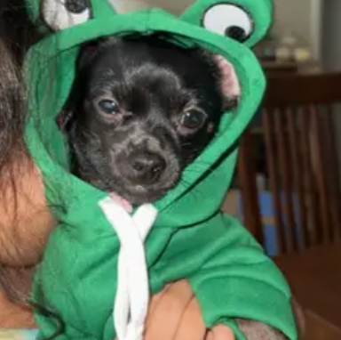 Green Frog Hoodie for Pets