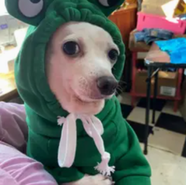 Green Frog Hoodie for Pets