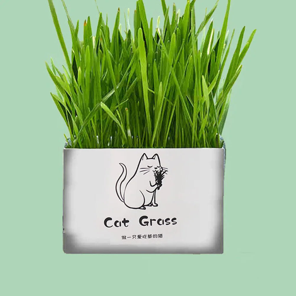 Organic Cat Grass Set