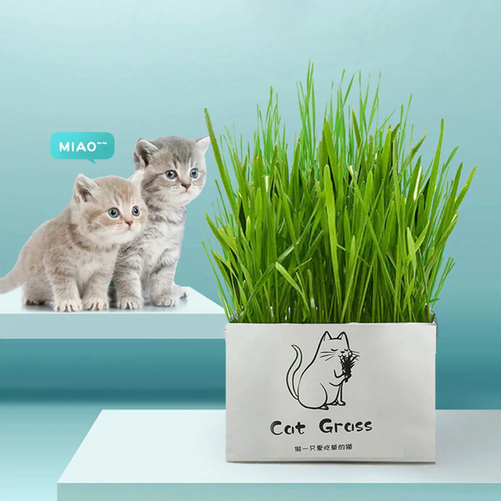 Organic Cat Grass Set