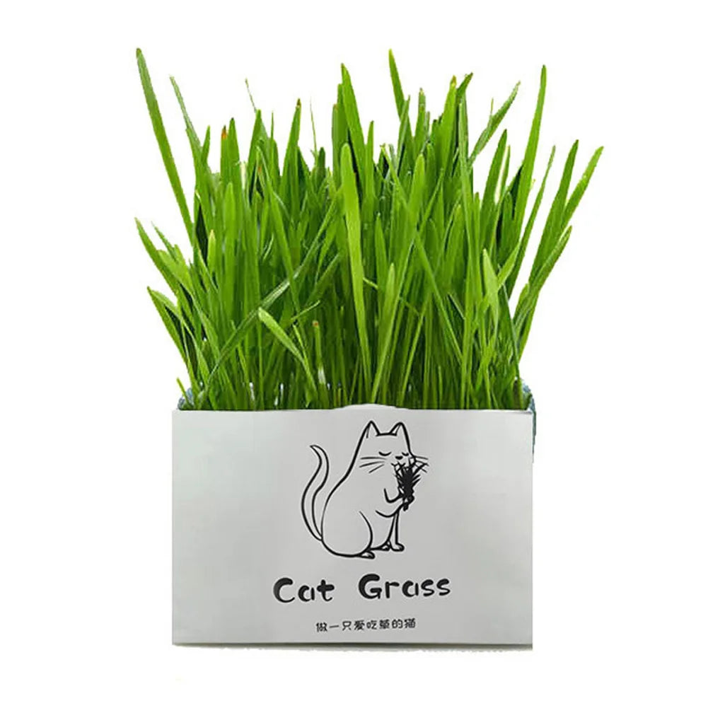 Organic Cat Grass Set