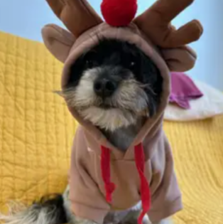 Winter Warm Reindeer Hoodie for Pets