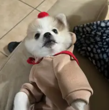 Winter Warm Reindeer Hoodie for Pets